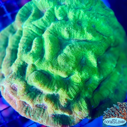 Live coral neon green - live,