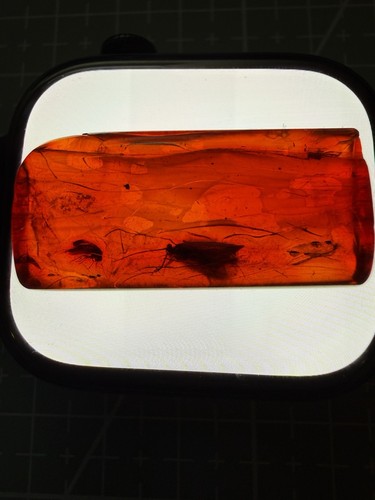 Genuine baltic amber - genuine,