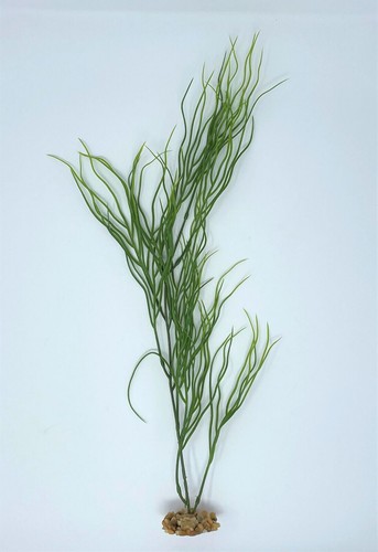 Stem curly sea grass - in., 1-stem
