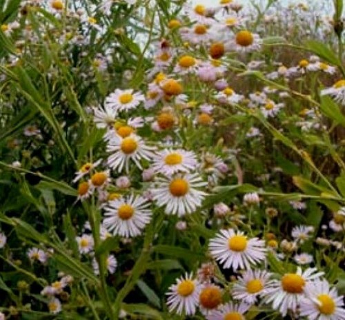 Boltonia decurrens 9cm - boltonia decurrens -,