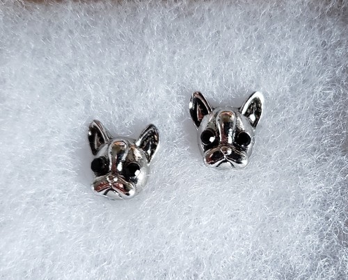 Claire french bulldog - claire's, stud