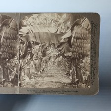 Hawaii America Stereoview