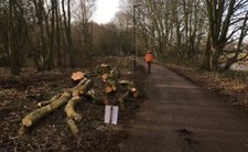 Tree Removal, Wood Chipper & Chainsaw Operator Hire