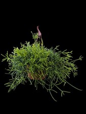 Beautiful Rhipsalis