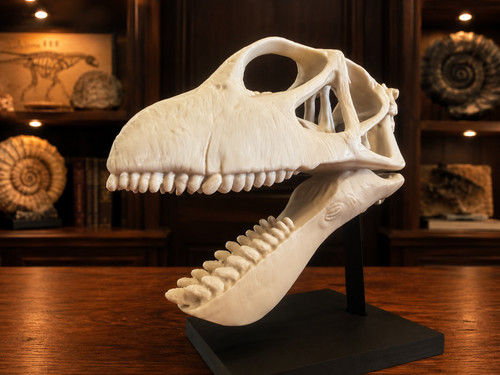 Mamenchisaurus skull white pla - white,