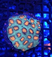 Favia Lps Wysiwyg Coral 