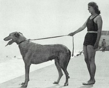 Lord Falkland Mrs Lucius Cary Wolfhound Frinton On Sea 1931 Photo Article G2