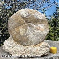 Clypeus plotti echinoid fossil