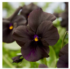 Viola Alpine Molly Sanderson