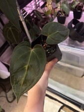 Anthurium Red Spider X