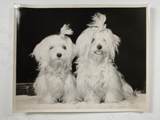 2 Maltese Puppy Sisters Dog