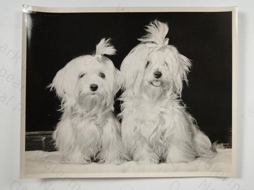 Maltese puppy sisters - maltese,