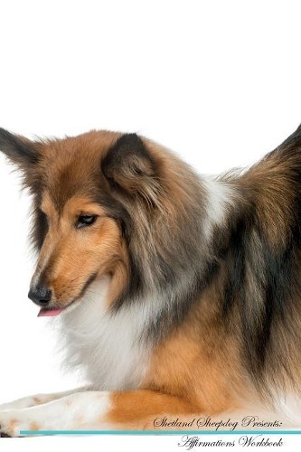 Shetland sheepdog affirmations - shetland,