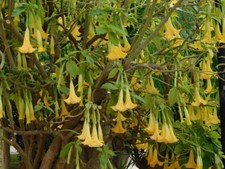Angel Trumpet - Brugmansia