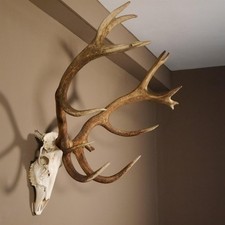 16 End Deer Antler Capital Height 104 cm Very Strong Deer Antler Deer