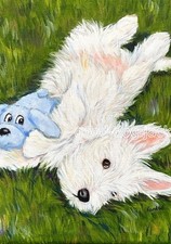 West Highland Terrier WESTIE
