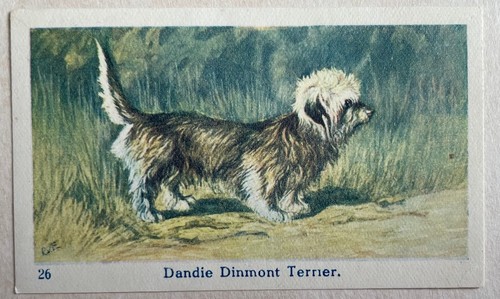 Dog breed dandie dinmont - dog,