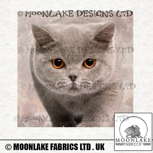 Cat british shorthair - cat, fabric