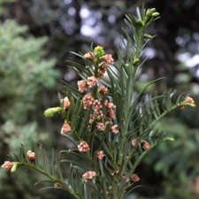 T&M Plum Yew Cowtail