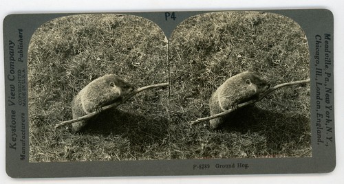 Ground hog stereoview 8289 - ground,