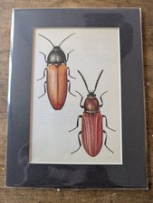 Vintage 1960s Beetle
