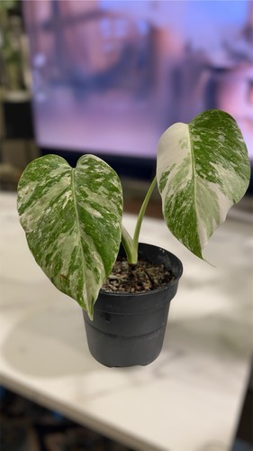 Rare variegated monstera - variegated, |
