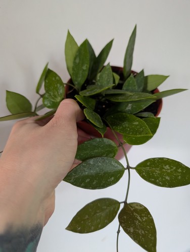 Hoya gracilis houseplant - gracilis,