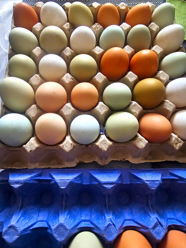 Mixed colour chicken eggs - mixed,