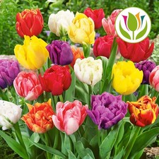Tulip Double Early Mixed Colours Bed Border Spring Flowers Bulbs Plants