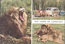 THE LIONS OF LONGLEAT, Wiltshire - Vintage POSTCARD