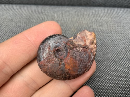 Goniatite from morocco - 3d,