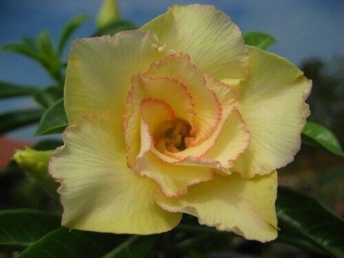 Seeds adenium obesum - adenium,
