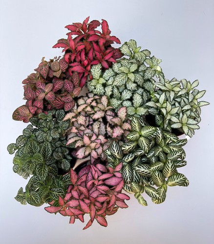Fittonia plant nerve - fittonia,