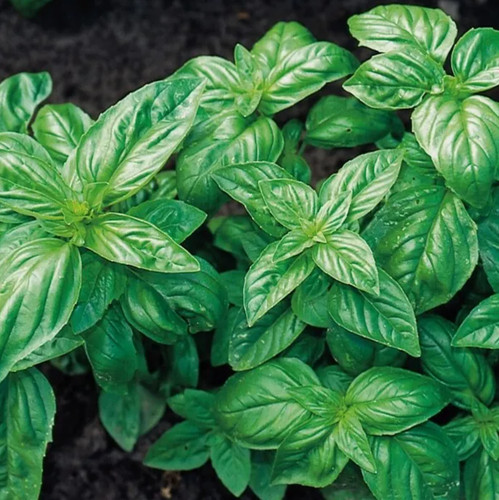Sweet basil seeds 700 fresh - 700,