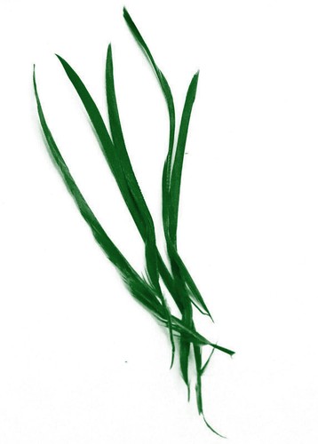Long fascinator feathers - long,