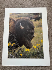 1988 carl brenders signed large limited edition print . bison