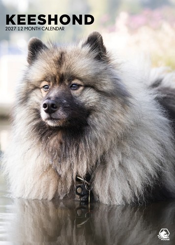 Keeshond 2027 a3 wall - a3,