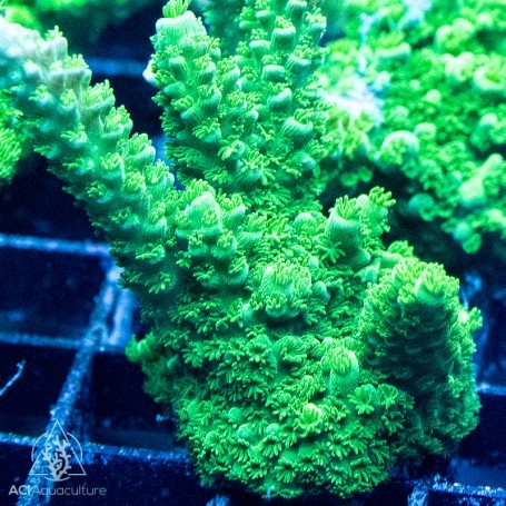 Aci cultured green slimer - aci,