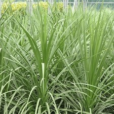 Cordyline australis - Cabbage