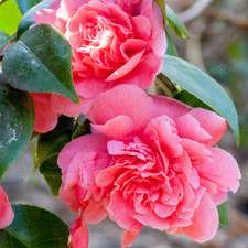 Camellia japonica 'Triumphans' Evergreen Shrub Pink Garden Plant | 9cm Pot