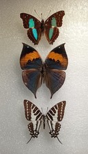 Butterfly Set Specimen Bundle