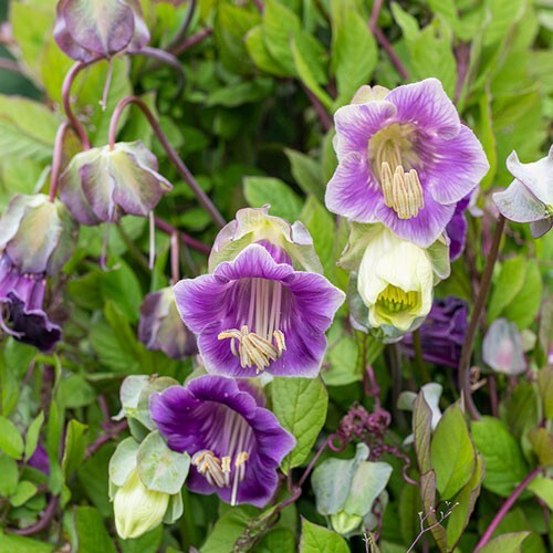 Cup and saucer vine - , cobaea