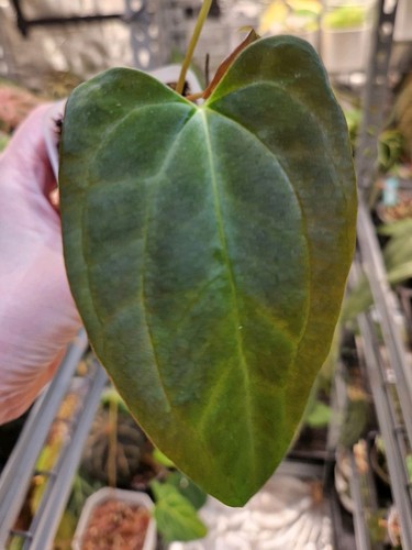 Anthurium fort sherman - fort, x