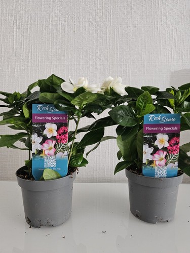 Gardenia crown jewel - crown,