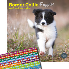 Border Collie Puppies Calendar