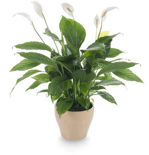 Small ceramic plant pot - plant,