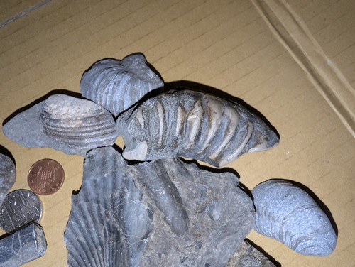 Jurassic marine fossil - jurassic,