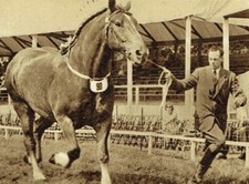 The Royal Show Heavy Horse