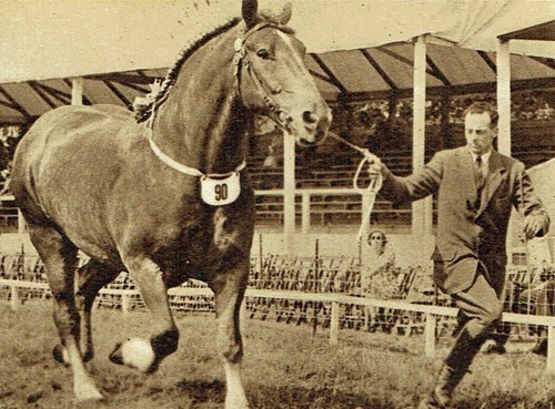 The royal show heavy horse - the,