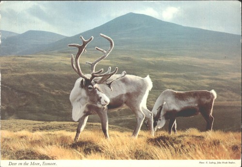 Vintage john hinde postcard - vintage,